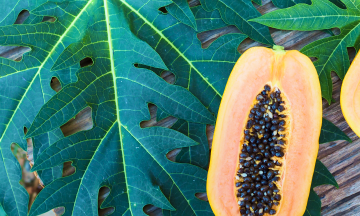 Benefits of Papaya Leaves ,Papaya leaves dengue